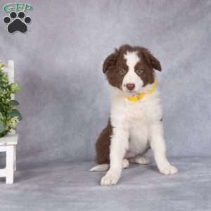 Bloom, Border Collie Puppy